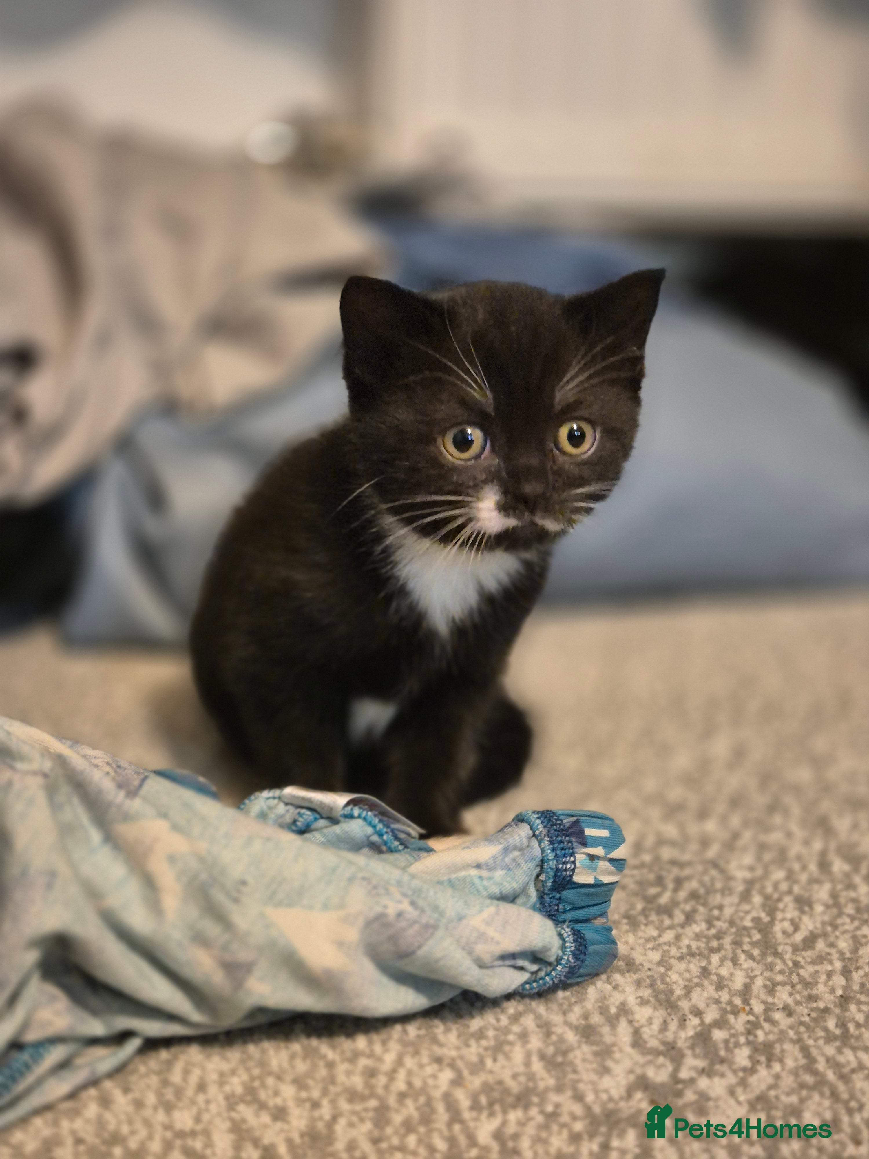 Mixed Breed cats 2x BSH Cross - B&W Females Must Be Homed Together - Advert 18