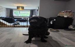 Cane Corso dogs for sale: Female can corso  **  - Image 1