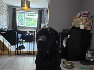 Cane Corso dogs for sale - Advert 1