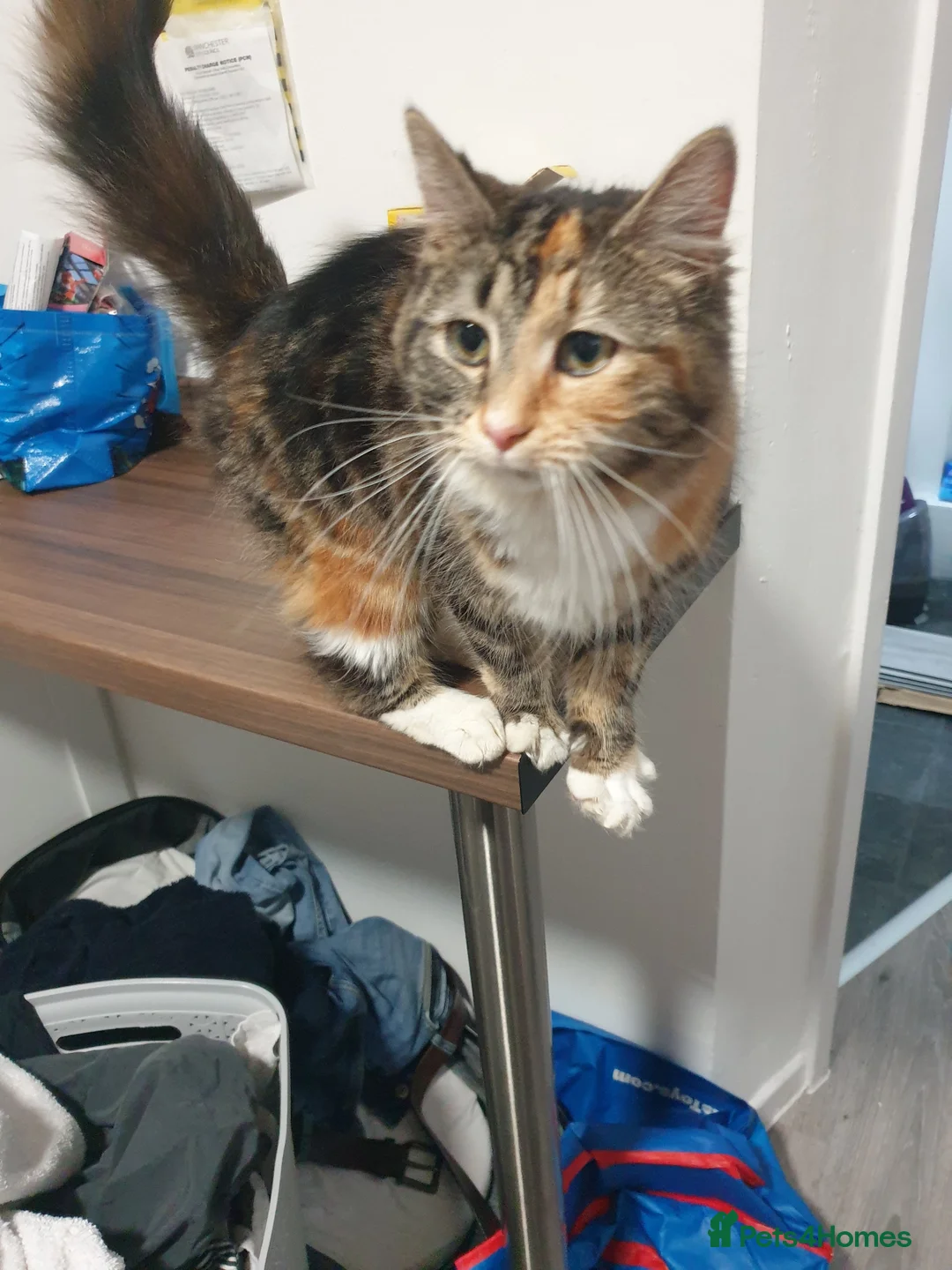 Mixed Breed cats for sale: Long hair female kitten in Newton-le-Willows - Advert 2
