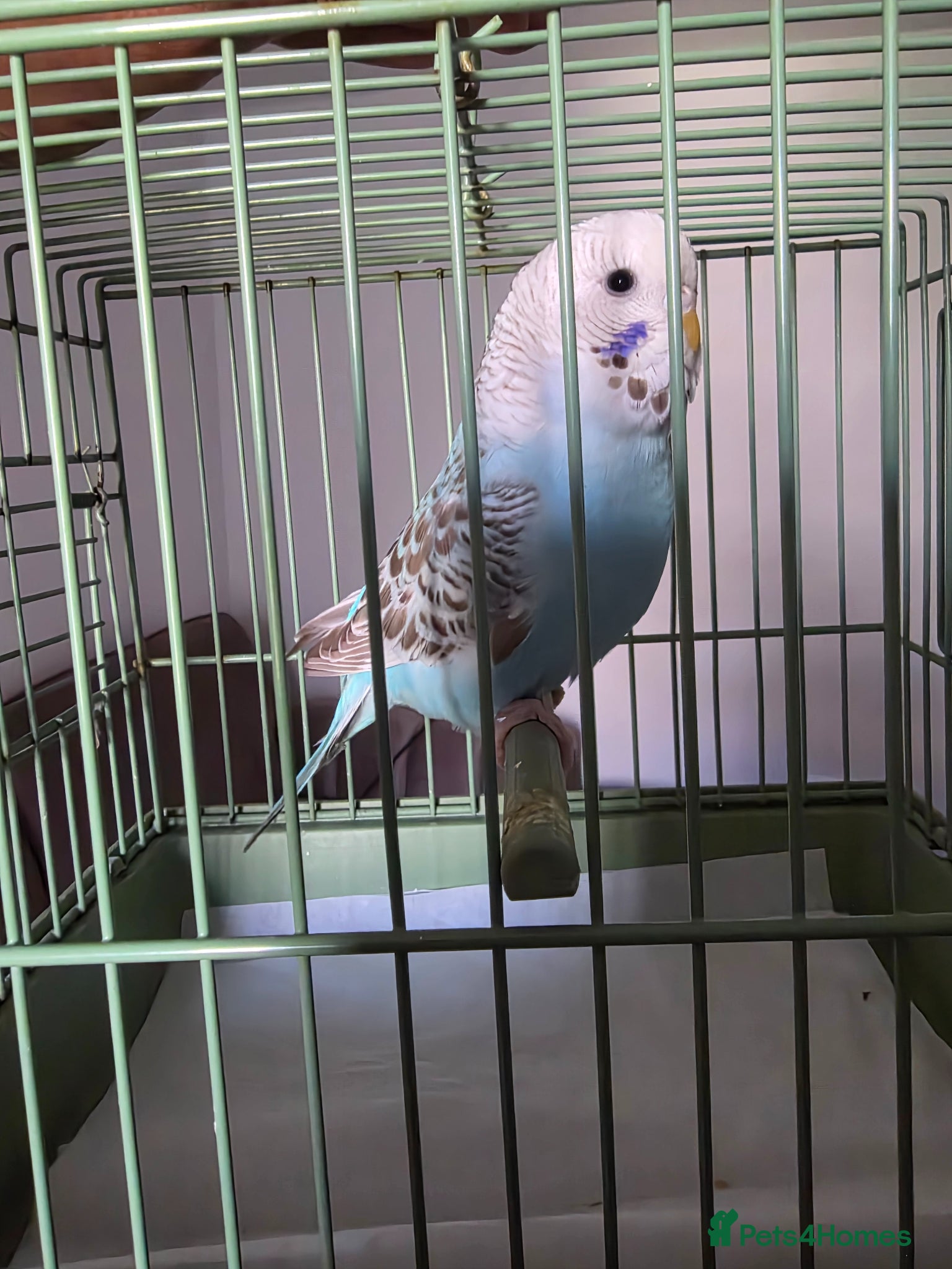 Budgerigars birds Budgies for sale - Advert 1