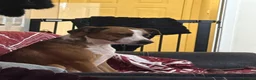 Mixed Breed dogs for sale: Male dog - Advert 3