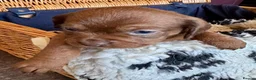 Mixed Breed dogs for sale: Schweenie pups  - Advert 17