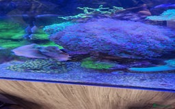 Other/Mixed Breed fish for sale: Beautiful mature reeftank - Image 7