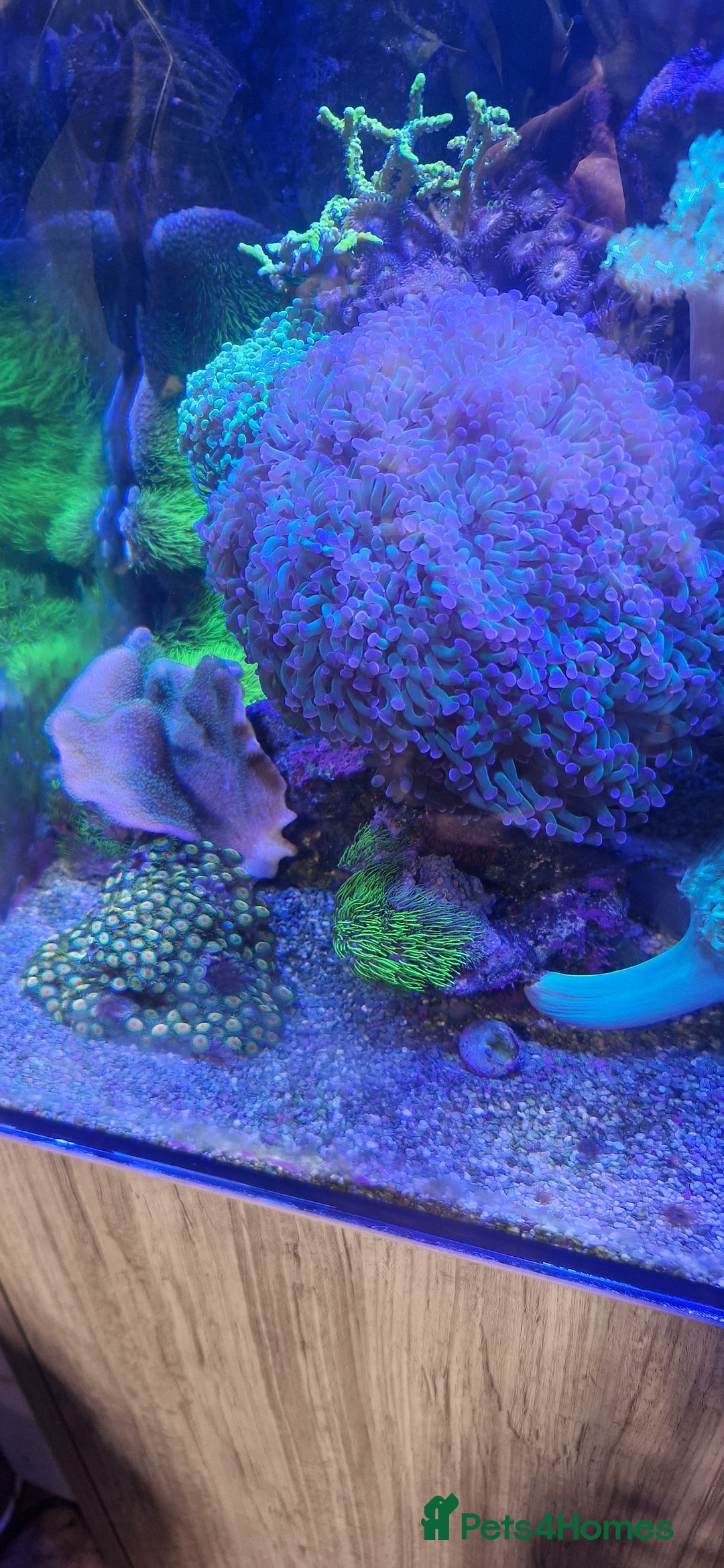 Other/Mixed Breed fish for sale: Beautiful mature reeftank - Image 7