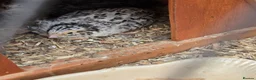 Quail poultry for sale: Hatching eggs sparkly and glitters  - Advert 8