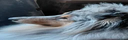 Rough Collie dogs for sale: Blue Merle Male in Lanark - Advert 3