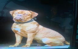 Dogue De Bordeaux dogs for sale: Stunning adult female dogue de Bordeaux  - Image 1