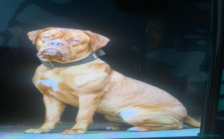Dogue De Bordeaux dogs - Advert 1