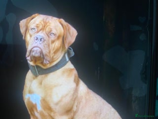 Dogue De Bordeaux dogs - Advert 1