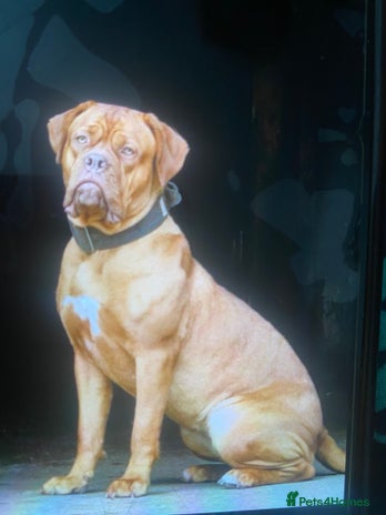 Dogue De Bordeaux dogs - Advert 1