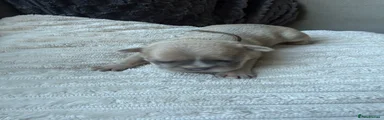 Brown collar 