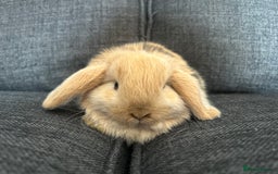 Mini Lop rabbits for sale: Beautiful baby  mini lops bunny’s  in Taunton - Image 11