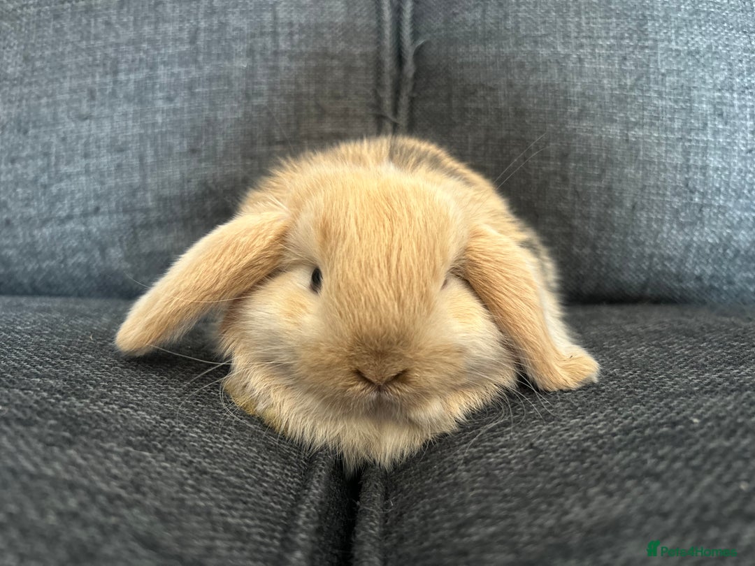 Mini Lop rabbits for sale: Beautiful baby  mini lops bunny’s  in Taunton - Image 11