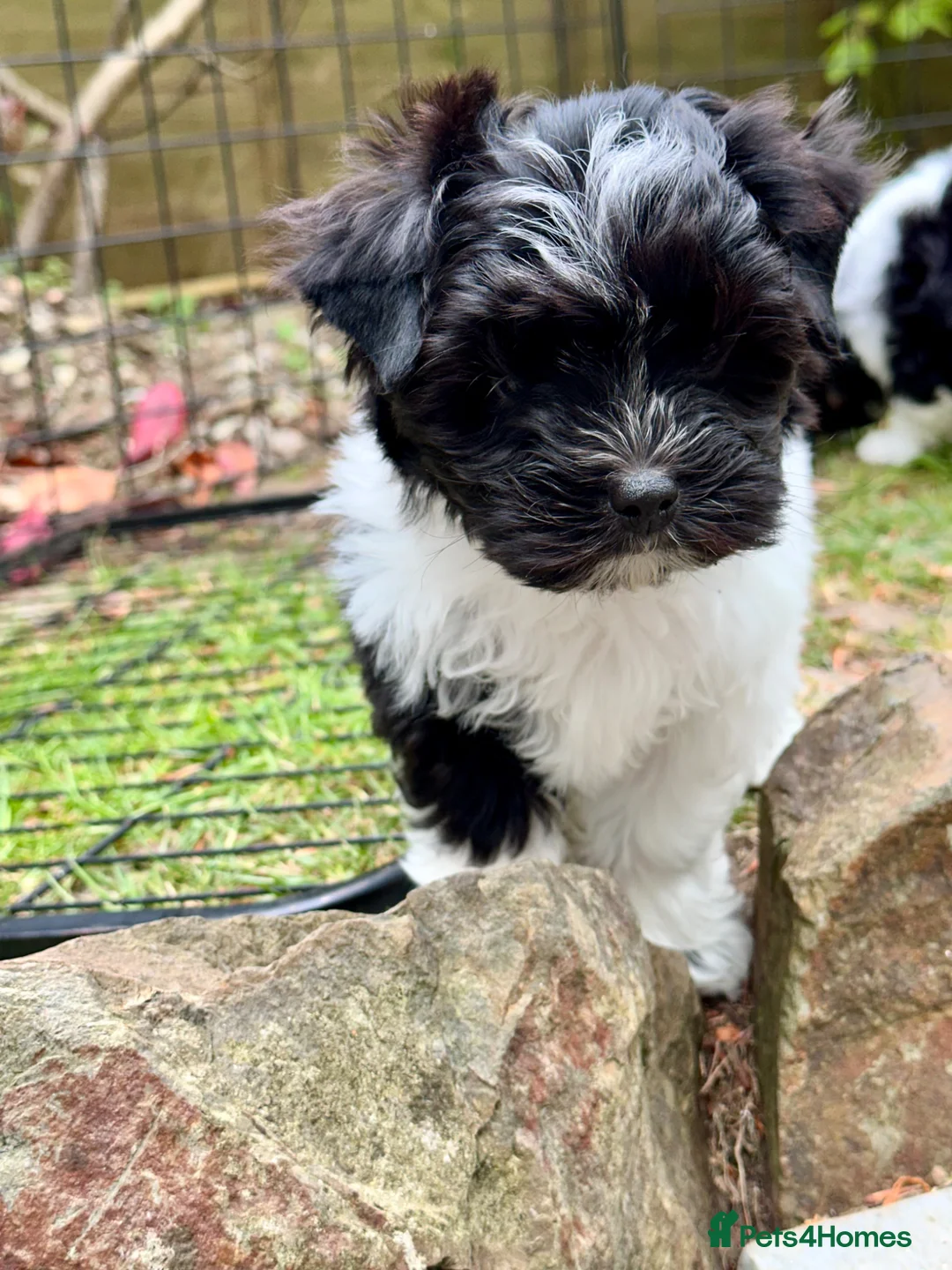 Biewer Terrier dogs for sale: Biewer Yorkshire Terrier Puppies 5⭐ Licensed - Advert 1