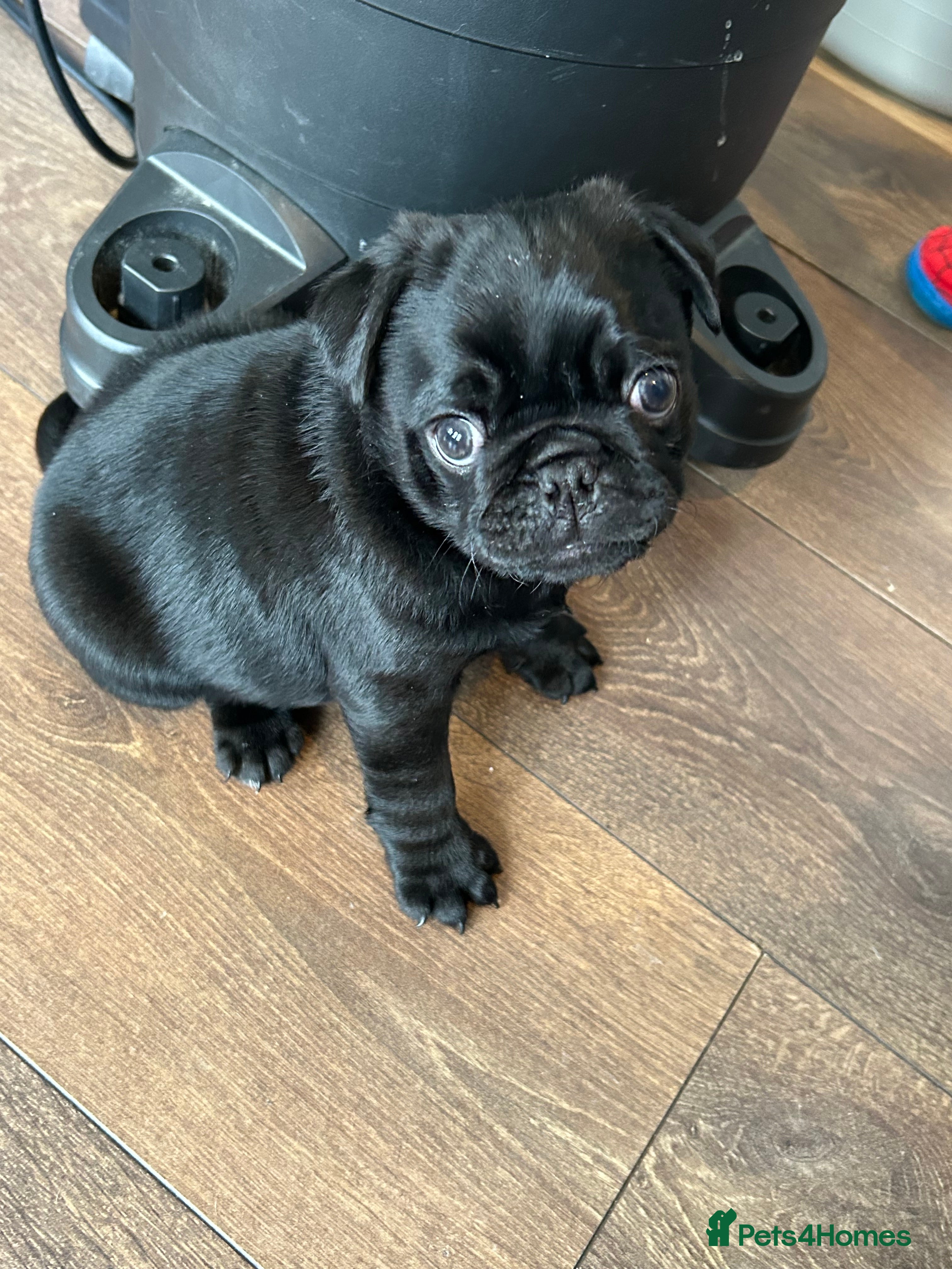 Pug dogs Black pugs - Advert 1