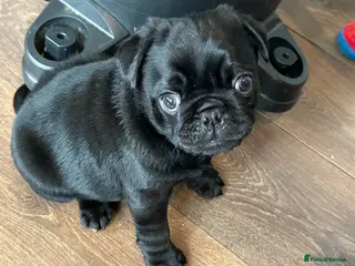 Pug dogs Black pugs - Advert 1