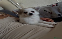 Pomchi dogs for sale: Pomchis for sale  - Image 5