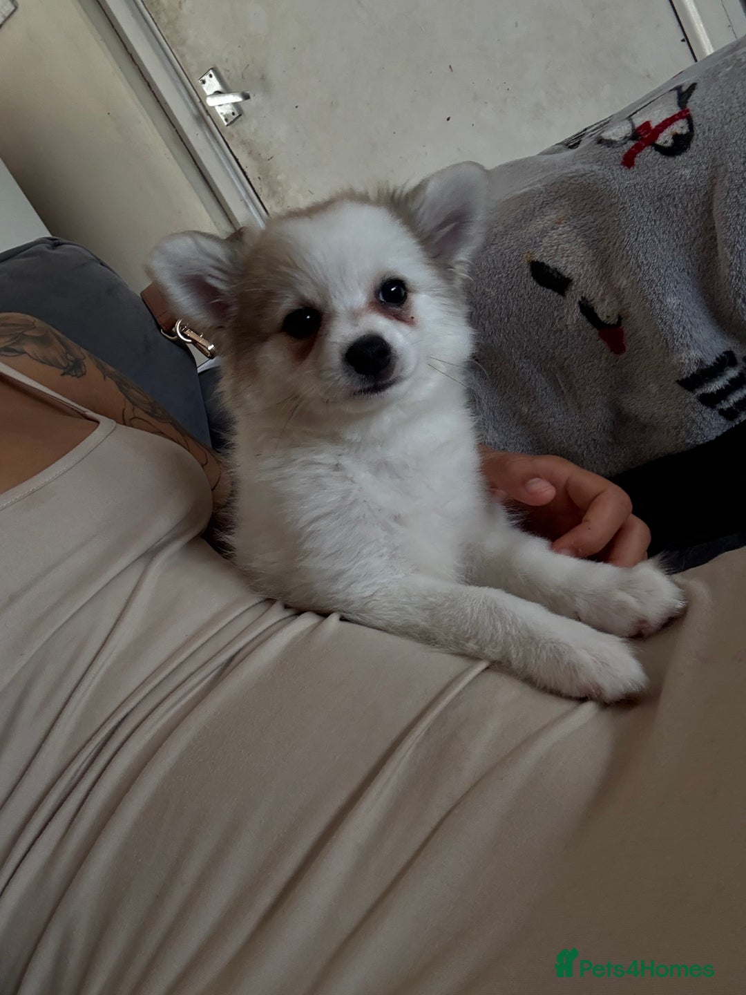 Pomchi dogs for sale: Pomchis for sale  - Image 5