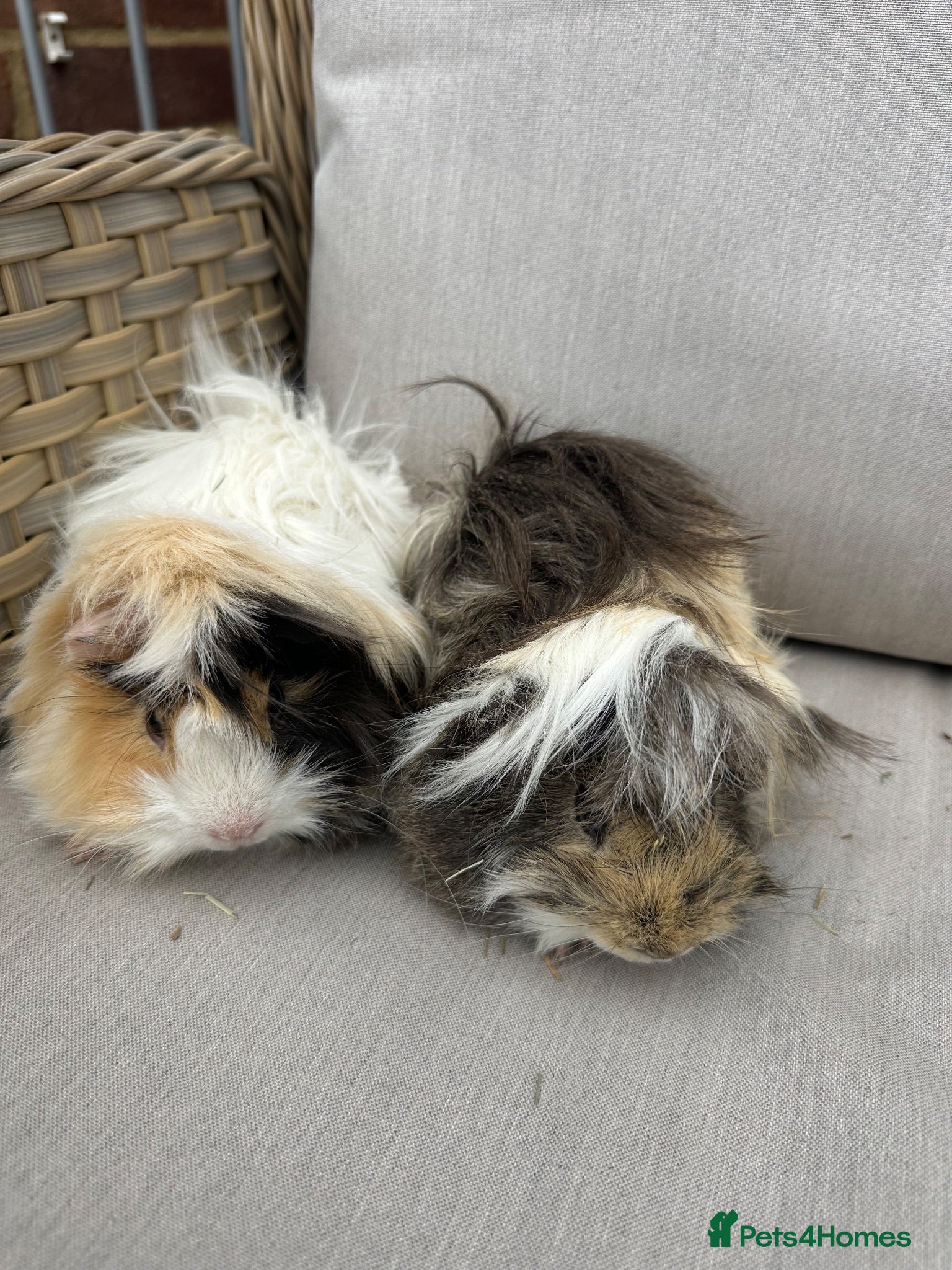 Guinea Pig rodents 2 left. Handsome long haired male guinea pigs. - Advert 18