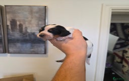 Cocker Spaniel dogs for sale: Kc registered mixed litter - Image 15