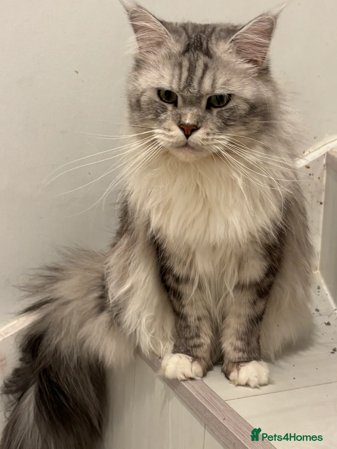 Maine Coon cats for sale: Cute Maine coon 2 boys & girl Blue eyes  - Advert 37