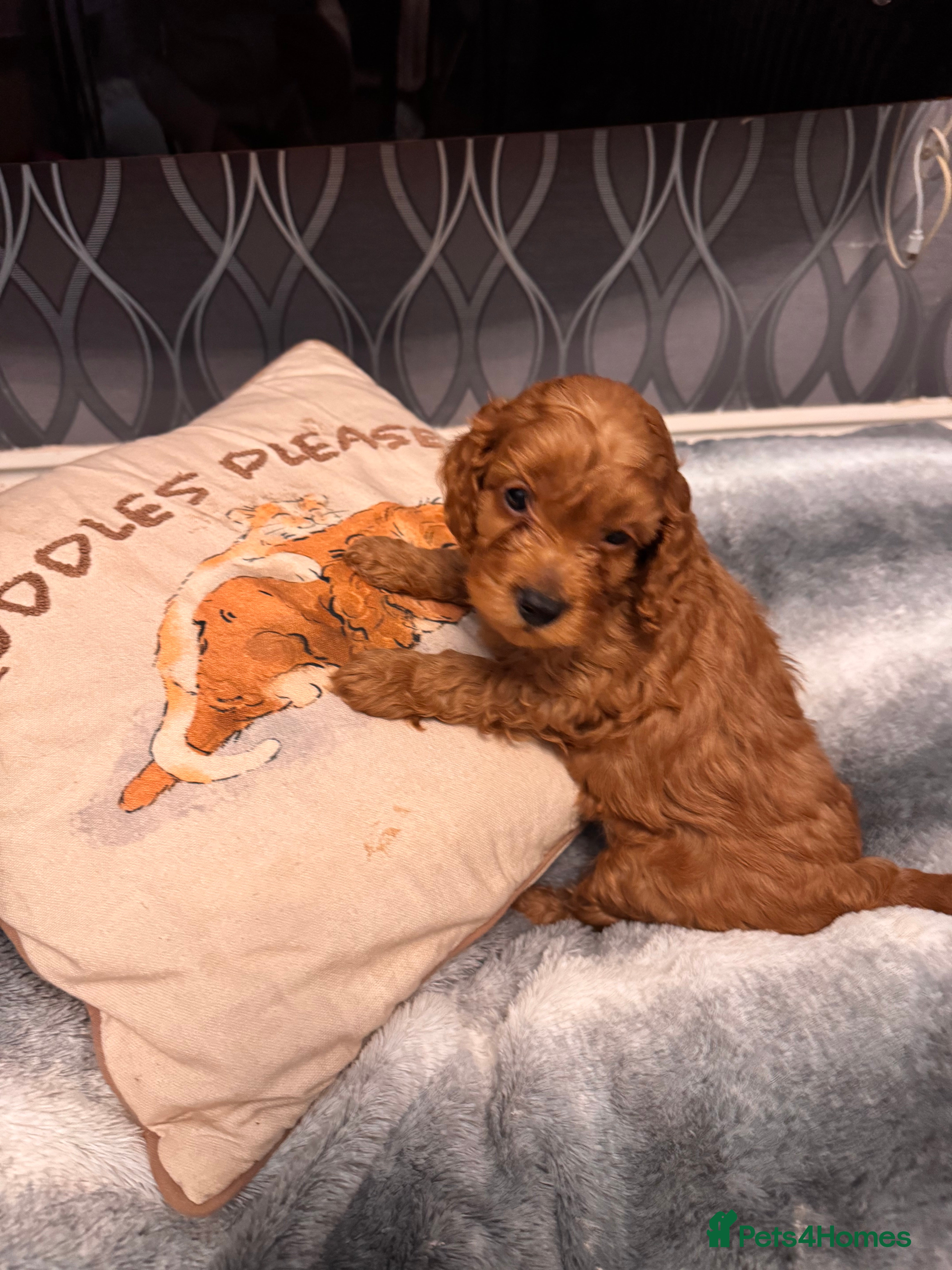 Cockapoo dogs  F1b Miniature Cockapoo Puppies fox red colour  - Advert 5