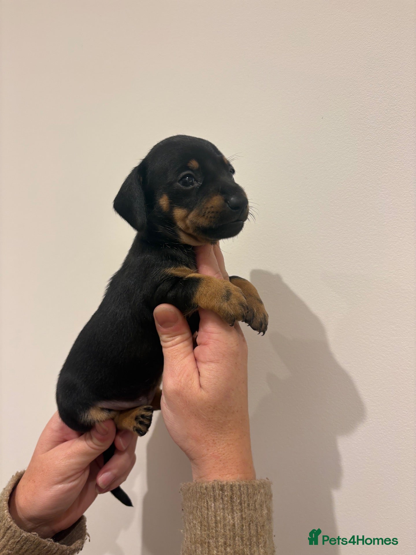 Miniature Dachshund dogs for sale: GORGEOUS KC MINIATURE DACHSHUND PUPPIES  - Advert 2
