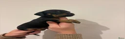 Miniature Dachshund dogs for sale: GORGEOUS KC MINIATURE DACHSHUND PUPPIES  - Advert 2
