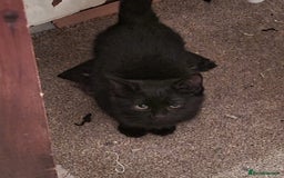 Mixed Breed cats for sale: mixed breed kitten  - Image 1