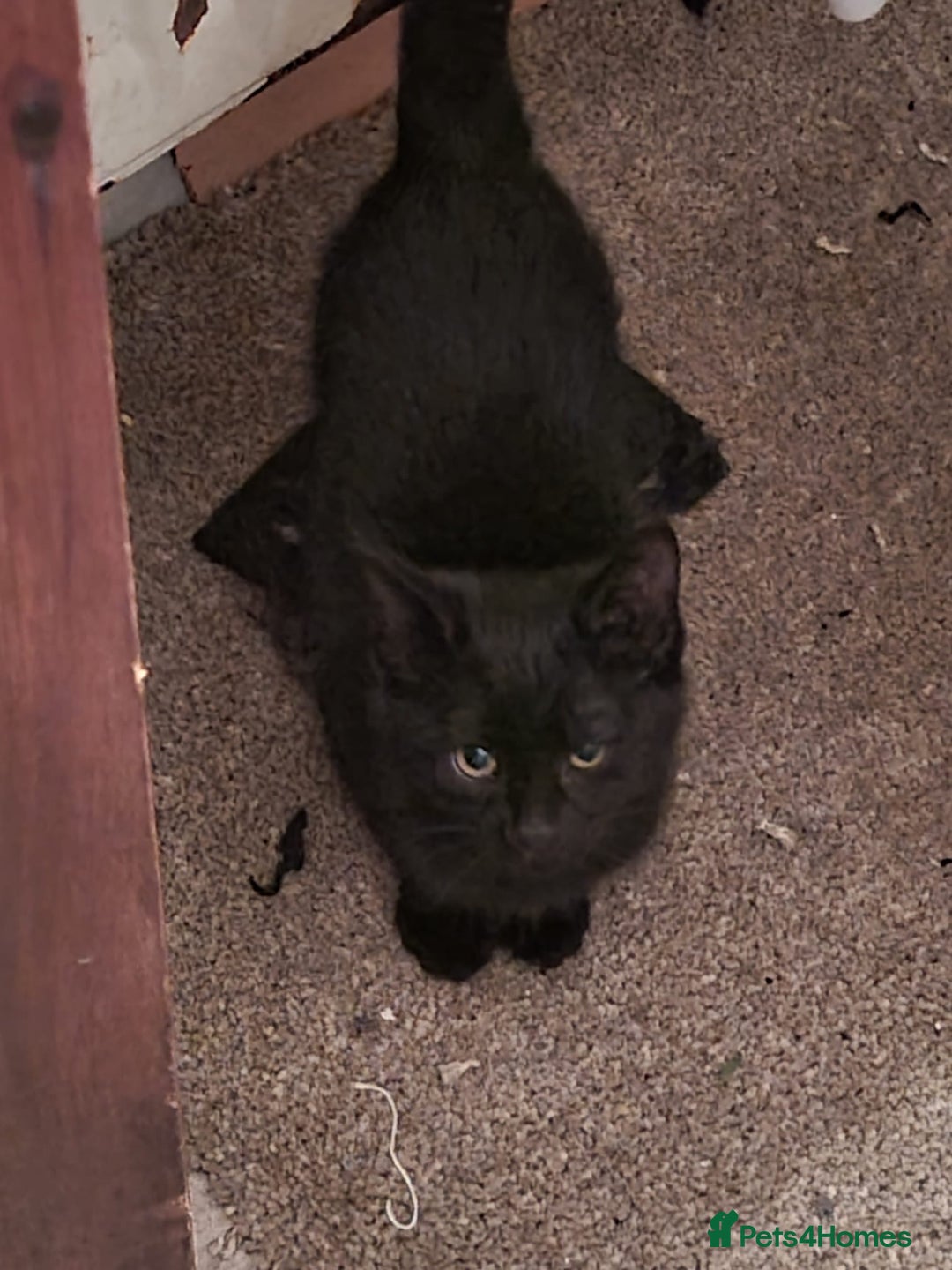 Mixed Breed cats for sale: mixed breed kitten  - Image 1