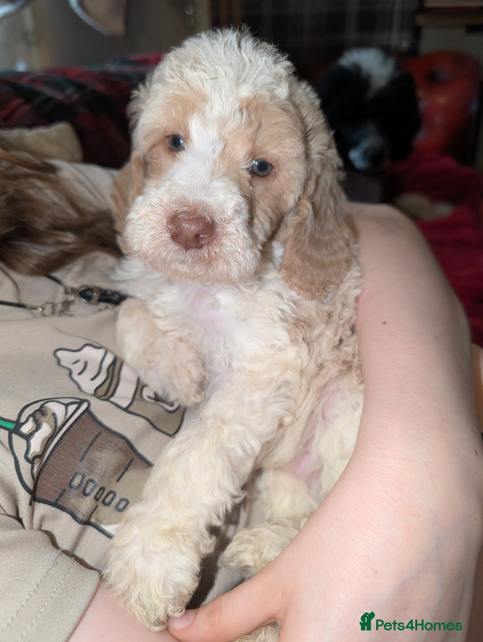 Standard Poodle dogs Beautiful Apricot/ white parti boy - Advert 2