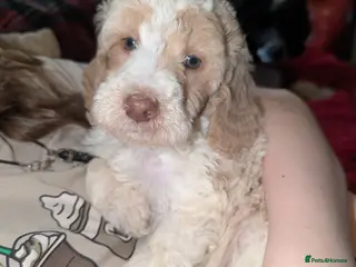 Standard Poodle dogs Beautiful Apricot/ white parti boy - Advert 2