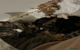 British Shorthair cats for sale: Kittens for sale - Image 19