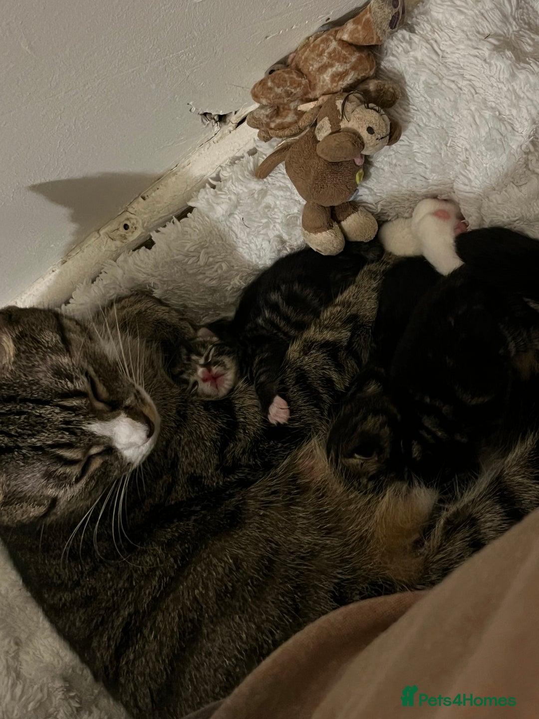British Shorthair cats for sale: Kittens for sale - Image 19