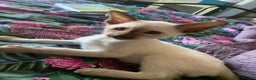 Siamese cats for stud: Traditional chocolate point Siamese stud in Bradford - Advert 10
