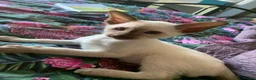 Siamese cats for stud: Traditional chocolate point Siamese stud in Bradford - Advert 10