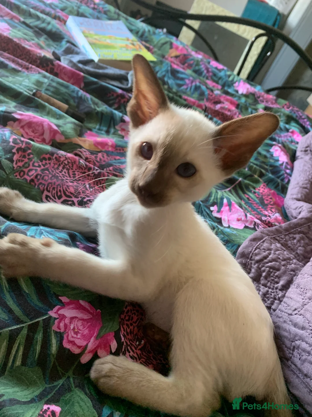 Siamese cats for stud: Traditional chocolate point Siamese stud in Bradford - Advert 10