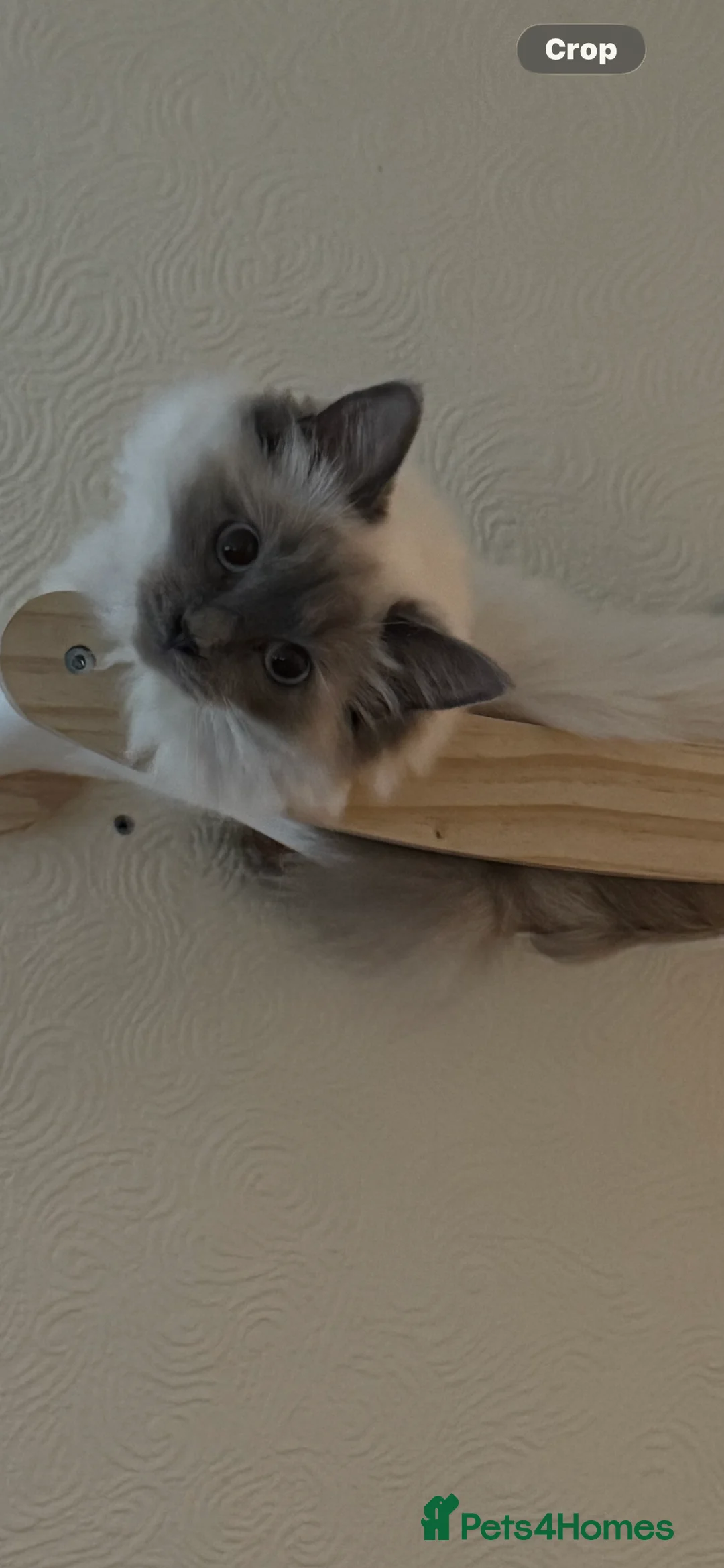 Ragdoll cats for sale: Stunning ACTIVE ragdoll - Advert 2