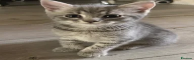 Sylvie