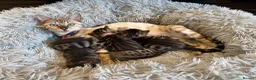 Bengal cats for sale: Half Bengal kittens - Advert 25