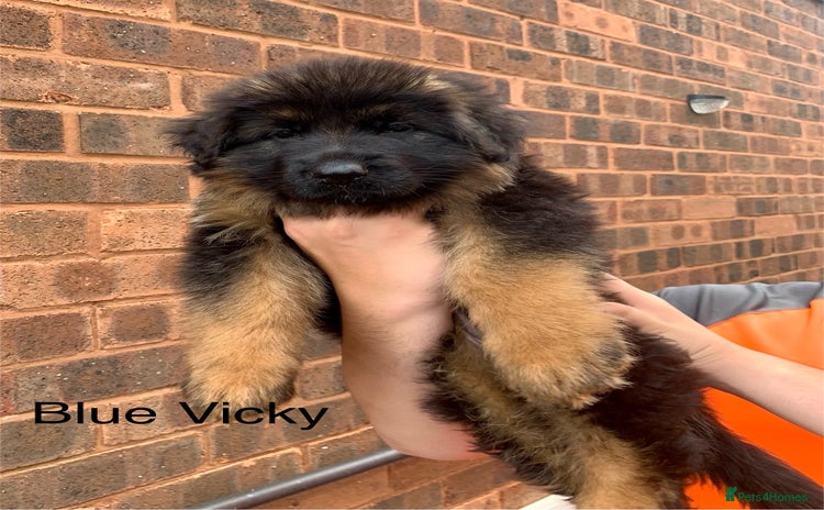 German Shepherd dogs - Advert 11