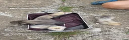Ferret rodents for sale: Ferret for sale in Dereham - Advert 4