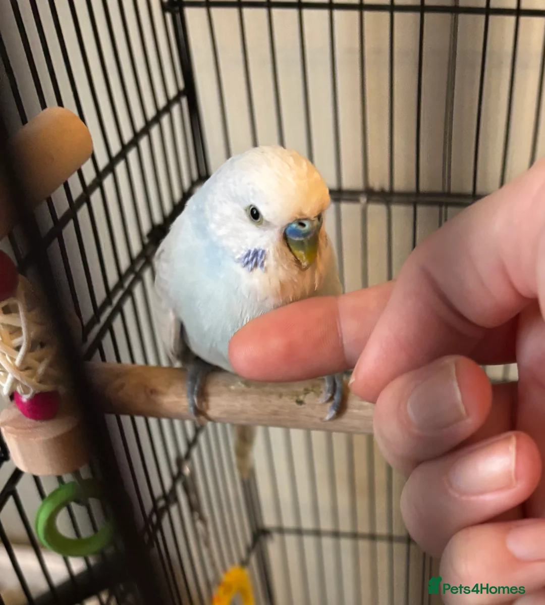 Budgerigars birds for sale: Male Budgies for sale  - Advert 1