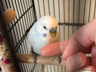 Budgerigars birds Male Budgies for sale - Advert 3