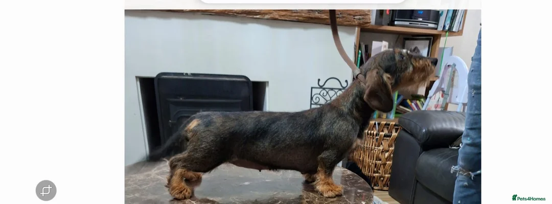 Dachshund dogs for sale: Adorable Wired Hair Dachshund / Teckel Puppies  - Advert 2