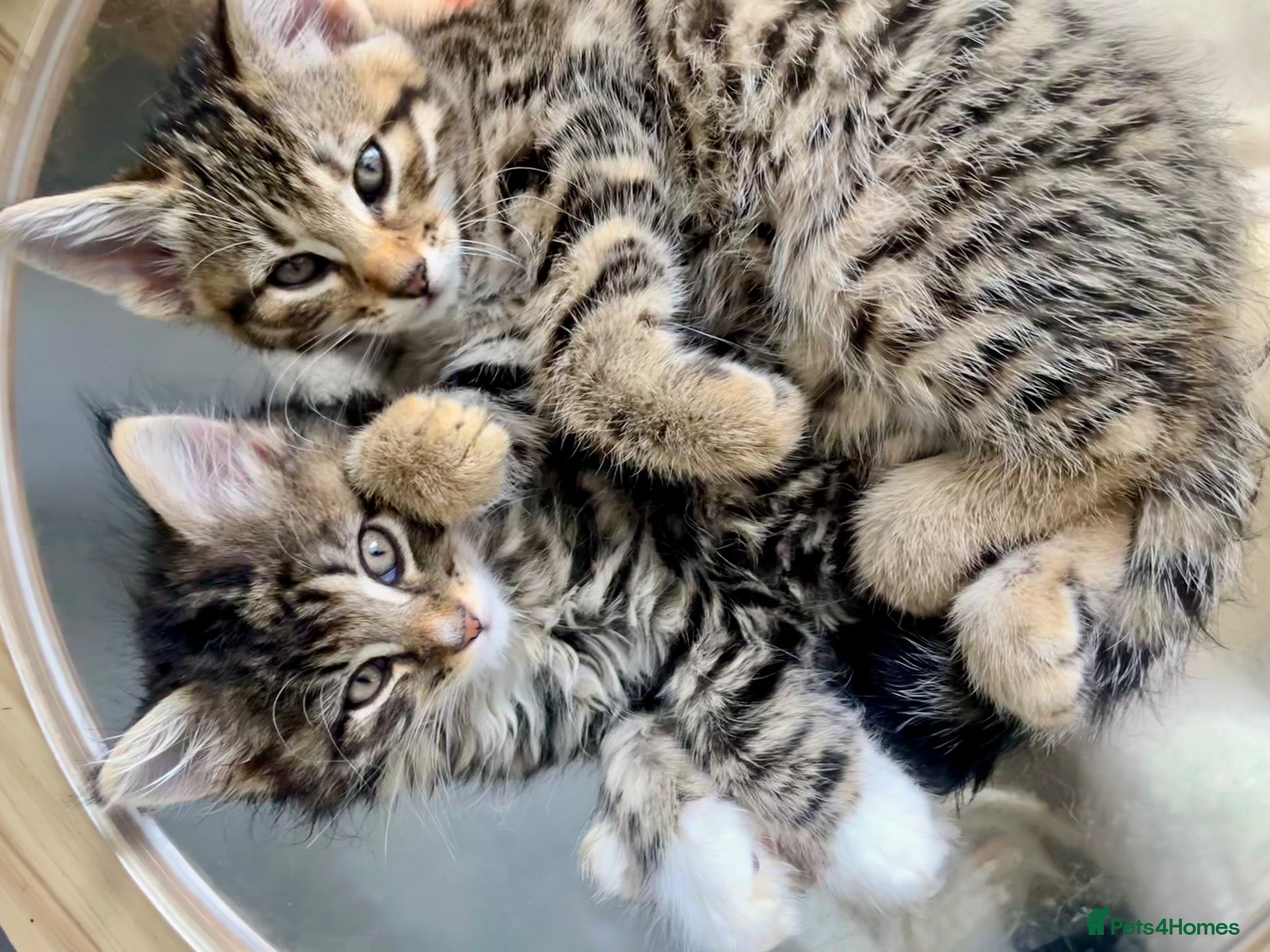 Siberian cats Gorgeous Fluffy Kittens! - Advert 2