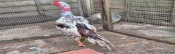 Pigeons birds for sale: Aseel chicken  - Advert 4