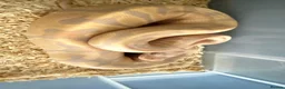 Python Snake reptiles for sale: Candy-GHI-66% het Pied Female - Advert 15