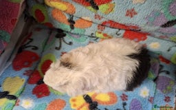 Guinea Pig rodents for sale: Baby Boars Different Breeds Available  - Image 13